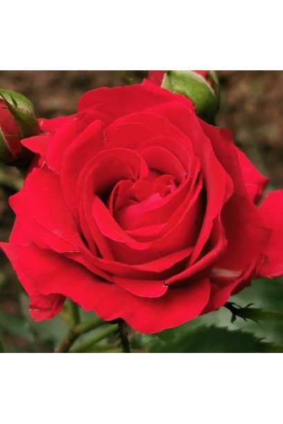 Красная роза штамб – символ утонченной красоты.